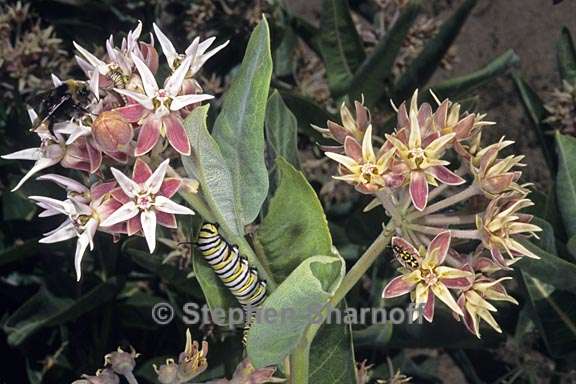 asclepias speciosa 1 graphic